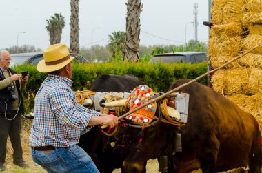 Almayate, İspanya - 21 Nisan 2018 sürücü öküz arabası, carters ile öküz, profesyonel çalışma ile yeteneği sunumunu dayalı geleneksel Endülüs Yarışması olay