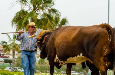 Almayate, İspanya - 21 Nisan 2018 sürücü öküz arabası, carters ile öküz, profesyonel çalışma ile yeteneği sunumunu dayalı geleneksel Endülüs Yarışması olay