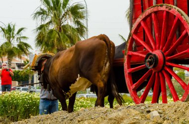 Almayate, İspanya - 21 Nisan 2018 sürücü öküz arabası, carters ile öküz, profesyonel çalışma ile yeteneği sunumunu dayalı geleneksel Endülüs Yarışması olay