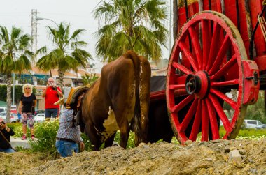 Almayate, İspanya - 21 Nisan 2018 sürücü öküz arabası, carters ile öküz, profesyonel çalışma ile yeteneği sunumunu dayalı geleneksel Endülüs Yarışması olay
