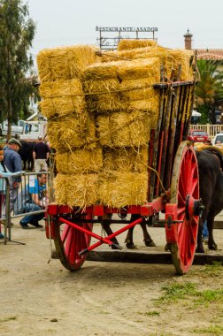 Almayate, İspanya - 21 Nisan 2018 sürücü öküz arabası, carters ile öküz, profesyonel çalışma ile yeteneği sunumunu dayalı geleneksel Endülüs Yarışması olay