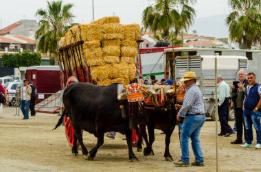 Almayate, İspanya - 21 Nisan 2018 sürücü öküz arabası, carters ile öküz, profesyonel çalışma ile yeteneği sunumunu dayalı geleneksel Endülüs Yarışması olay