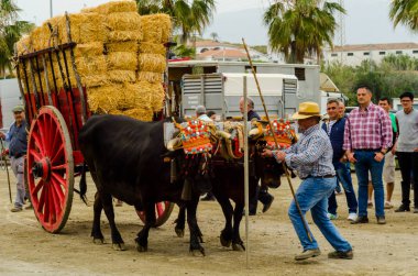 Almayate, İspanya - 21 Nisan 2018 sürücü öküz arabası, carters ile öküz, profesyonel çalışma ile yeteneği sunumunu dayalı geleneksel Endülüs Yarışması olay