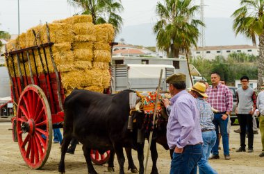 Almayate, İspanya - 21 Nisan 2018 sürücü öküz arabası, carters ile öküz, profesyonel çalışma ile yeteneği sunumunu dayalı geleneksel Endülüs Yarışması olay