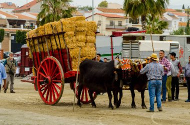 Almayate, İspanya - 21 Nisan 2018 sürücü öküz arabası, carters ile öküz, profesyonel çalışma ile yeteneği sunumunu dayalı geleneksel Endülüs Yarışması olay