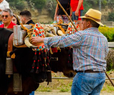 Almayate, İspanya - 21 Nisan 2018 sürücü öküz arabası, carters ile öküz, profesyonel çalışma ile yeteneği sunumunu dayalı geleneksel Endülüs Yarışması olay