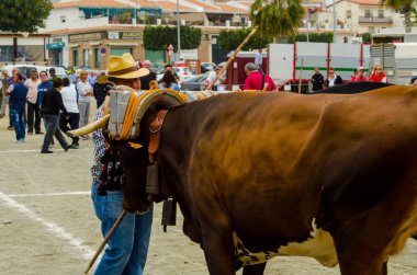 Almayate, İspanya - 21 Nisan 2018 sürücü öküz arabası, carters ile öküz, profesyonel çalışma ile yeteneği sunumunu dayalı geleneksel Endülüs Yarışması olay