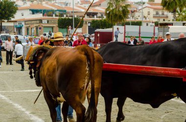 Almayate, İspanya - 21 Nisan 2018 sürücü öküz arabası, carters ile öküz, profesyonel çalışma ile yeteneği sunumunu dayalı geleneksel Endülüs Yarışması olay
