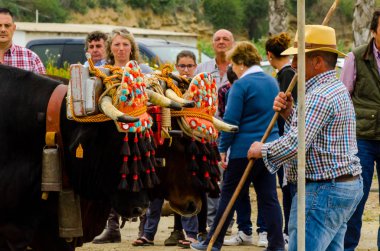 Almayate, İspanya - 21 Nisan 2018 sürücü öküz arabası, carters ile öküz, profesyonel çalışma ile yeteneği sunumunu dayalı geleneksel Endülüs Yarışması olay