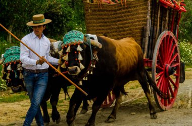 Almayate, İspanya - 21 Nisan 2018 sürücü öküz arabası, carters ile öküz, profesyonel çalışma ile yeteneği sunumunu dayalı geleneksel Endülüs Yarışması olay