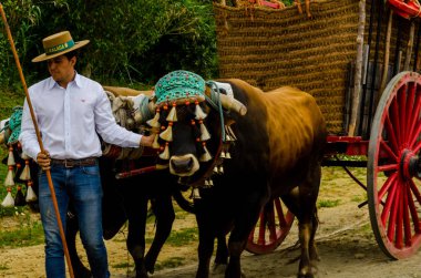 Almayate, İspanya - 21 Nisan 2018 sürücü öküz arabası, carters ile öküz, profesyonel çalışma ile yeteneği sunumunu dayalı geleneksel Endülüs Yarışması olay