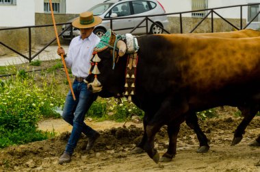 Almayate, İspanya - 21 Nisan 2018 sürücü öküz arabası, carters ile öküz, profesyonel çalışma ile yeteneği sunumunu dayalı geleneksel Endülüs Yarışması olay