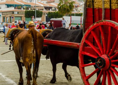 Almayate, İspanya - 21 Nisan 2018 sürücü öküz arabası, carters ile öküz, profesyonel çalışma ile yeteneği sunumunu dayalı geleneksel Endülüs Yarışması olay