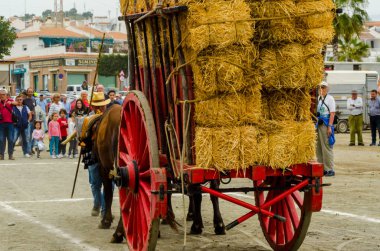 Almayate, İspanya - 21 Nisan 2018 sürücü öküz arabası, carters ile öküz, profesyonel çalışma ile yeteneği sunumunu dayalı geleneksel Endülüs Yarışması olay