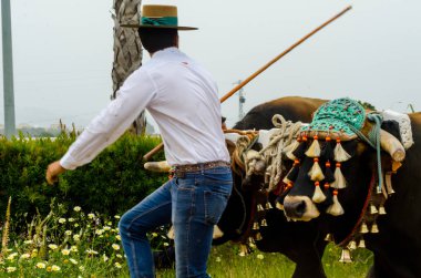 Almayate, İspanya - 21 Nisan 2018 sürücü öküz arabası, carters ile öküz, profesyonel çalışma ile yeteneği sunumunu dayalı geleneksel Endülüs Yarışması olay