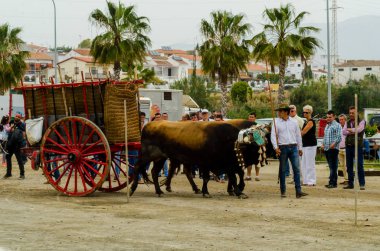 Almayate, İspanya - 21 Nisan 2018 sürücü öküz arabası, carters ile öküz, profesyonel çalışma ile yeteneği sunumunu dayalı geleneksel Endülüs Yarışması olay