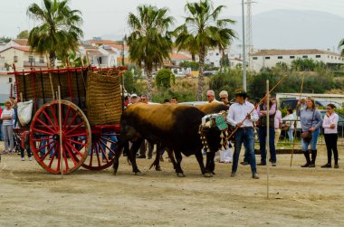 Almayate, İspanya - 21 Nisan 2018 sürücü öküz arabası, carters ile öküz, profesyonel çalışma ile yeteneği sunumunu dayalı geleneksel Endülüs Yarışması olay