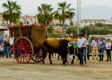 Almayate, İspanya - 21 Nisan 2018 sürücü öküz arabası, carters ile öküz, profesyonel çalışma ile yeteneği sunumunu dayalı geleneksel Endülüs Yarışması olay