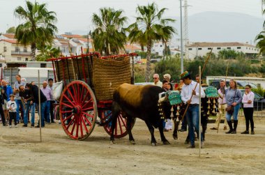 Almayate, İspanya - 21 Nisan 2018 sürücü öküz arabası, carters ile öküz, profesyonel çalışma ile yeteneği sunumunu dayalı geleneksel Endülüs Yarışması olay