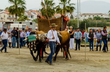 Almayate, İspanya - 21 Nisan 2018 sürücü öküz arabası, carters ile öküz, profesyonel çalışma ile yeteneği sunumunu dayalı geleneksel Endülüs Yarışması olay
