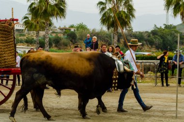 Almayate, İspanya - 21 Nisan 2018 sürücü öküz arabası, carters ile öküz, profesyonel çalışma ile yeteneği sunumunu dayalı geleneksel Endülüs Yarışması olay