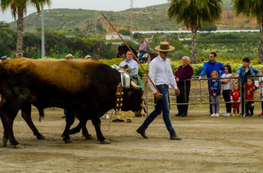 Almayate, İspanya - 21 Nisan 2018 sürücü öküz arabası, carters ile öküz, profesyonel çalışma ile yeteneği sunumunu dayalı geleneksel Endülüs Yarışması olay