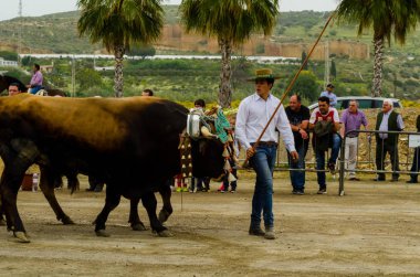 Almayate, İspanya - 21 Nisan 2018 sürücü öküz arabası, carters ile öküz, profesyonel çalışma ile yeteneği sunumunu dayalı geleneksel Endülüs Yarışması olay