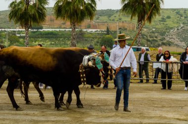 Almayate, İspanya - 21 Nisan 2018 sürücü öküz arabası, carters ile öküz, profesyonel çalışma ile yeteneği sunumunu dayalı geleneksel Endülüs Yarışması olay
