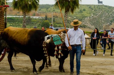 Almayate, İspanya - 21 Nisan 2018 sürücü öküz arabası, carters ile öküz, profesyonel çalışma ile yeteneği sunumunu dayalı geleneksel Endülüs Yarışması olay