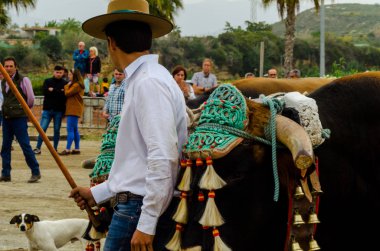 Almayate, İspanya - 21 Nisan 2018 sürücü öküz arabası, carters ile öküz, profesyonel çalışma ile yeteneği sunumunu dayalı geleneksel Endülüs Yarışması olay