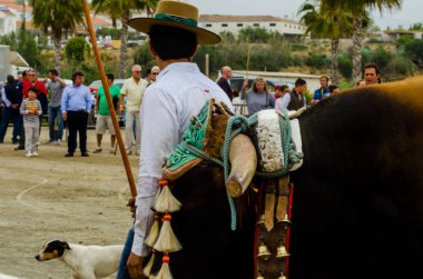 Almayate, İspanya - 21 Nisan 2018 sürücü öküz arabası, carters ile öküz, profesyonel çalışma ile yeteneği sunumunu dayalı geleneksel Endülüs Yarışması olay