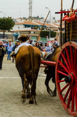 Almayate, İspanya - 21 Nisan 2018 sürücü öküz arabası, carters ile öküz, profesyonel çalışma ile yeteneği sunumunu dayalı geleneksel Endülüs Yarışması olay