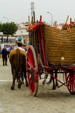 Almayate, İspanya - 21 Nisan 2018 sürücü öküz arabası, carters ile öküz, profesyonel çalışma ile yeteneği sunumunu dayalı geleneksel Endülüs Yarışması olay