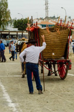Almayate, İspanya - 21 Nisan 2018 sürücü öküz arabası, carters ile öküz, profesyonel çalışma ile yeteneği sunumunu dayalı geleneksel Endülüs Yarışması olay