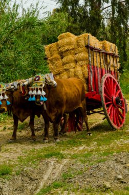 Almayate, İspanya - 21 Nisan 2018 sürücü öküz arabası, carters ile öküz, profesyonel çalışma ile yeteneği sunumunu dayalı geleneksel Endülüs Yarışması olay