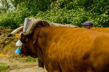 Almayate, İspanya - 21 Nisan 2018 sürücü öküz arabası, carters ile öküz, profesyonel çalışma ile yeteneği sunumunu dayalı geleneksel Endülüs Yarışması olay