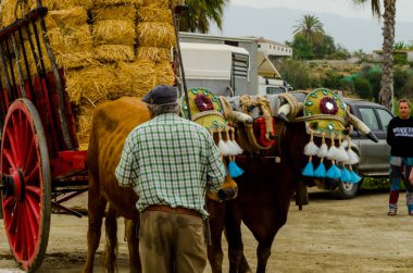 Almayate, İspanya - 21 Nisan 2018 sürücü öküz arabası, carters ile öküz, profesyonel çalışma ile yeteneği sunumunu dayalı geleneksel Endülüs Yarışması olay