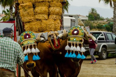 Almayate, İspanya - 21 Nisan 2018 sürücü öküz arabası, carters ile öküz, profesyonel çalışma ile yeteneği sunumunu dayalı geleneksel Endülüs Yarışması olay