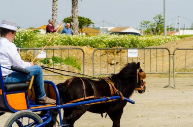 Almayate, İspanya - 22 Nisan 2018 sürücü at arabası, atları ile carters profesyonel çalışma ile yeteneği sunumunu dayalı geleneksel Endülüs Yarışması