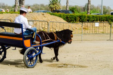 Almayate, İspanya - 22 Nisan 2018 sürücü at arabası, atları ile carters profesyonel çalışma ile yeteneği sunumunu dayalı geleneksel Endülüs Yarışması