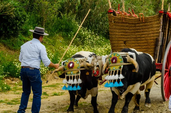 Almayate Espanha Abril 2018 Concurso Andaluz Tradicional Baseado Apresentação Capacidade — Fotografia de Stock