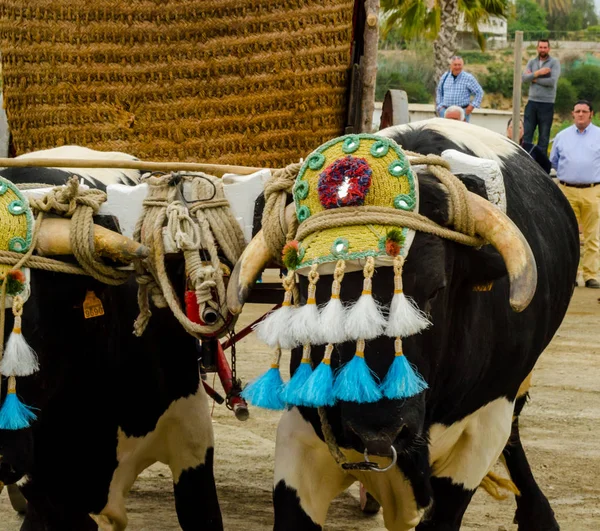 Almayate Spanien April 2018 Traditionell Andalusisk Tävling Baserad Presentationen Förmågan — Stockfoto