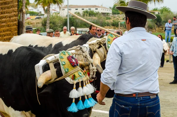 Almayate Espanha Abril 2018 Concurso Andaluz Tradicional Baseado Apresentação Capacidade — Fotografia de Stock
