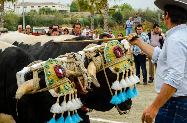 Almayate España Abril 2018 Concurso Tradicional Andaluz Basado Presentación Capacidad —  Fotos de Stock