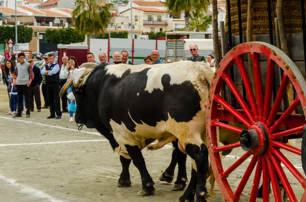 Almayate, İspanya - 21 Nisan 2018 sürücü öküz arabası, carters ile öküz, profesyonel çalışma ile yeteneği sunumunu dayalı geleneksel Endülüs Yarışması olay