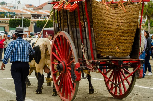Almayate, İspanya - 21 Nisan 2018 sürücü öküz arabası, carters ile öküz, profesyonel çalışma ile yeteneği sunumunu dayalı geleneksel Endülüs Yarışması olay