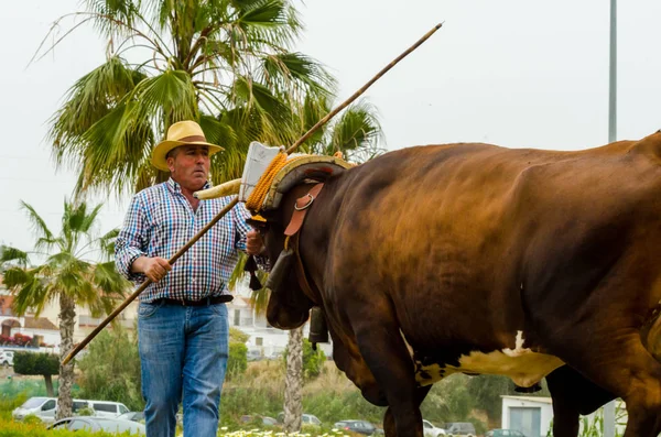 Almayate, İspanya - 21 Nisan 2018 sürücü öküz arabası, carters ile öküz, profesyonel çalışma ile yeteneği sunumunu dayalı geleneksel Endülüs Yarışması olay
