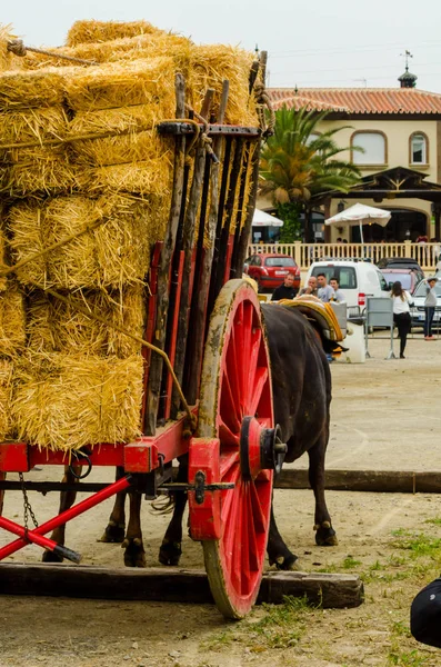 Almayate, İspanya - 21 Nisan 2018 sürücü öküz arabası, carters ile öküz, profesyonel çalışma ile yeteneği sunumunu dayalı geleneksel Endülüs Yarışması olay