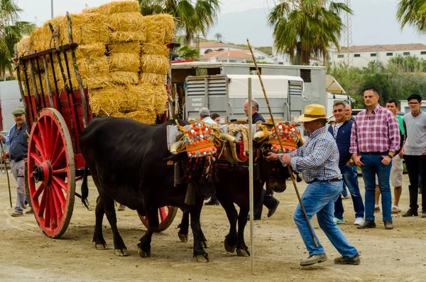 Almayate, İspanya - 21 Nisan 2018 sürücü öküz arabası, carters ile öküz, profesyonel çalışma ile yeteneği sunumunu dayalı geleneksel Endülüs Yarışması olay
