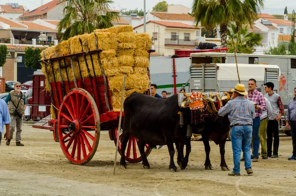 Almayate, İspanya - 21 Nisan 2018 sürücü öküz arabası, carters ile öküz, profesyonel çalışma ile yeteneği sunumunu dayalı geleneksel Endülüs Yarışması olay